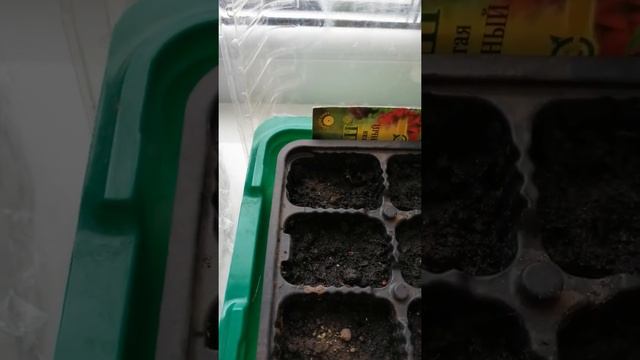 Петунии первый полив и подсыпка земли.