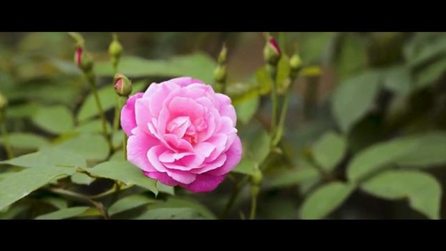 Mona Roza I Sezai Karakoç I Ahmet Sula bir yorum daha смотреть онлайн