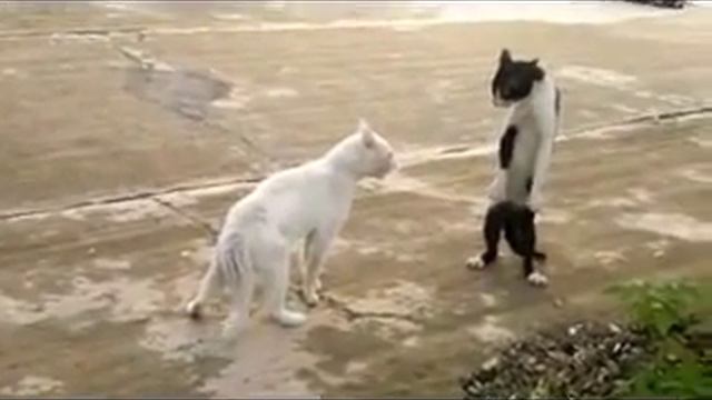 Best combat stance the cat. (Лучшая кошачья стойка) смотреть онлайн