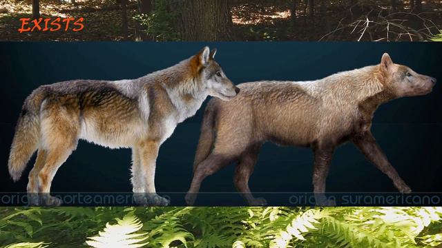 Dire Wolf смотреть онлайн