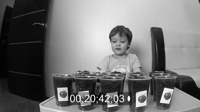 Чем заняться дома на карантине, выращиваем на балконе: арбуз, дыню, помидоры и горошек (часть -1) смотреть онлайн