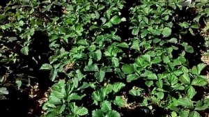 Как подвязать клубнику и защитить ягоды от слизней