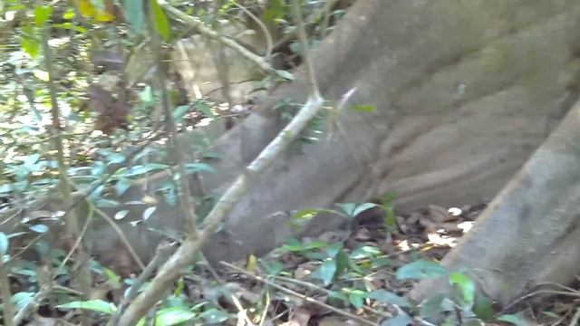 Поиск и сбор лекарственных растений и ядов. plants and poisons.) смотреть онлайн