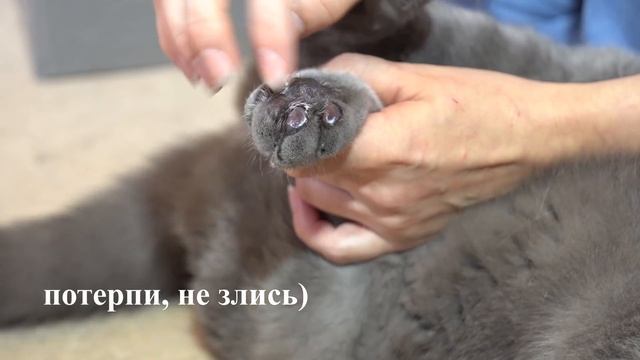 Уход за лапками кота / Британский кот Гарри / British cat Harry смотреть онлайн