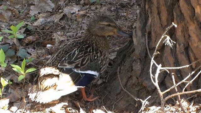 Утка на гнезде 1 смотреть онлайн
