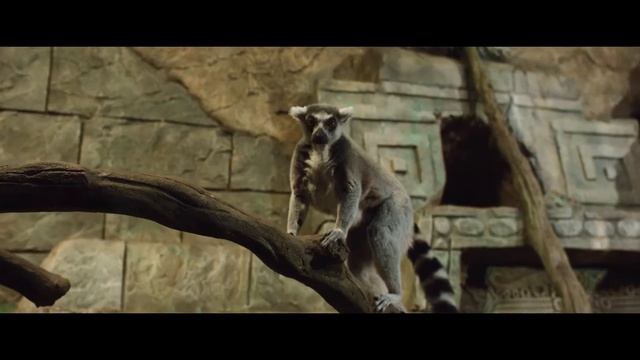 Воронежский Океанариум смотреть онлайн