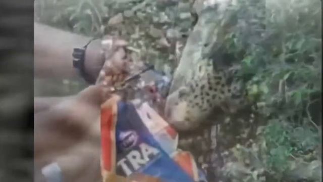 Рыба кусает . Рыба кусает банку. смотреть онлайн