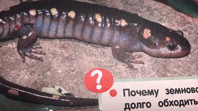 Макс и Папа устроили Челлендж. Рисуют из энциклопедии животных! смотреть онлайн