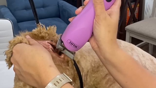 Worst dog ears I’ve ever seen!! 🚨Infected dog ears! Pulling ear hair for poodles is a must!!! смотреть онлайн