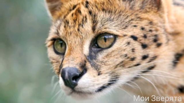 Фото сервал