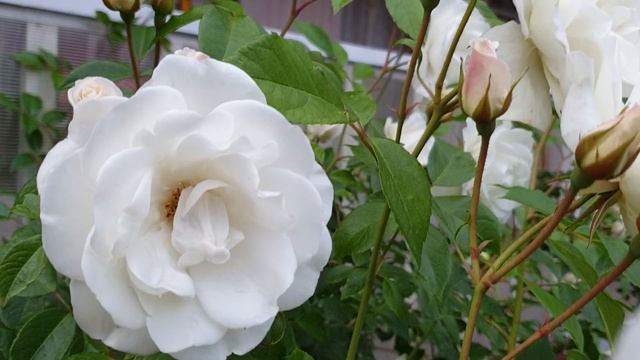 Плетистая роза Сван Лэйк Swan lake смотреть онлайн