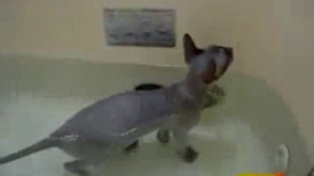 Кот смотреть онлайн