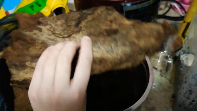 ?Переселение? Токсичного Древесного Птицееда ?Poecilotheria metallica ?️ смотреть онлайн