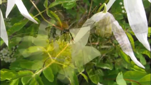 Усть-Илим, меня встречай! Автор слов, музыки, исполнитель - С. Морозов смотреть онлайн