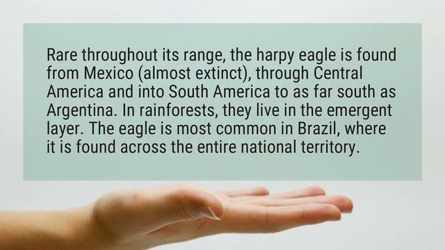 Where does the harpy eagle live? смотреть онлайн