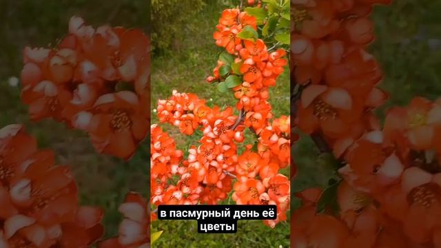Айва японская смотреть онлайн