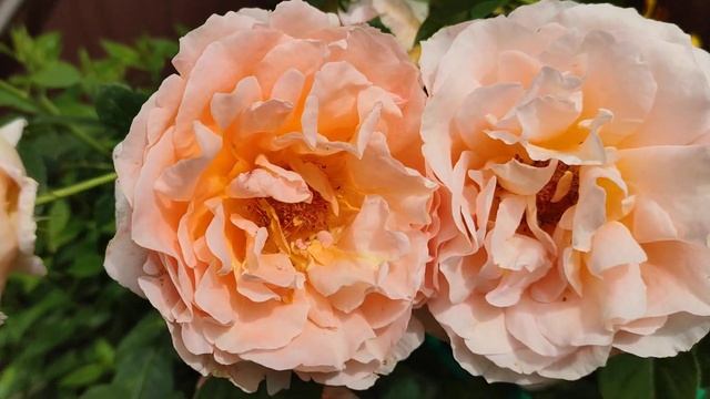 Красивые розы.Плетистая роза Полька(Polka)Мейян