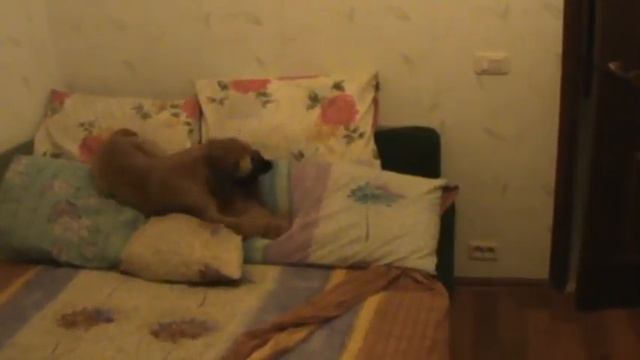 Солнечный меньше 3-х месяцев. 31.05.2010. смотреть онлайн