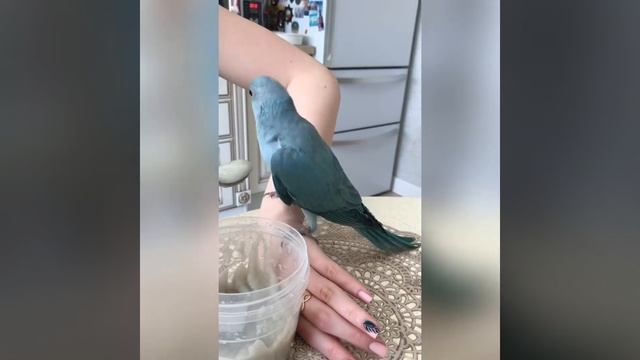 Голубой Ожереловый попугай Ричард смотреть онлайн