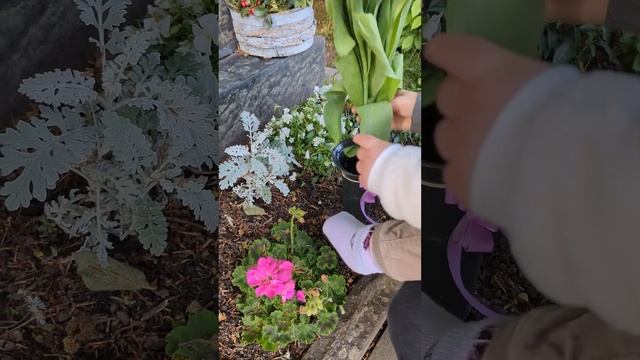 9 мая в ГЕРМАНИИ. #9мая #германия #деньпобеды #shorts смотреть онлайн