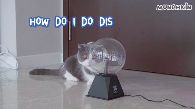Can Cats Touch Plasma Ball? смотреть онлайн