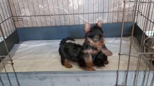 Щенки йоркширского терьера 2 месяца