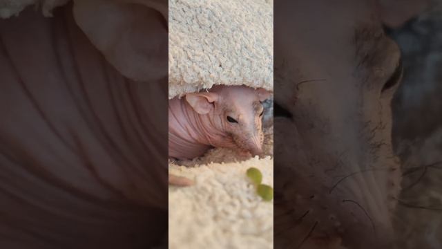 крысёнок ест горох смотреть онлайн