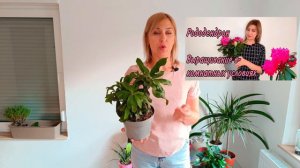 Рододендрон Два месяца после приобретения
