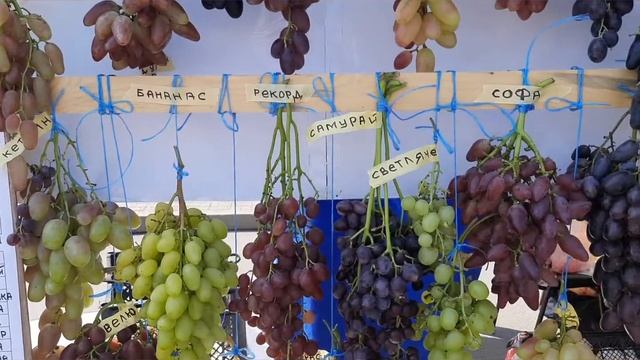 Золотая Гроздь Украины 2021 смотреть онлайн