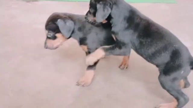 Low Price KCI Register DOBERMAN PUPPIES For Sale || jsk pets || смотреть онлайн