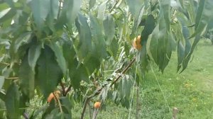 Персик Инка вовсе  не Инка. Обзор теперь уже неизвестного мне сорта.