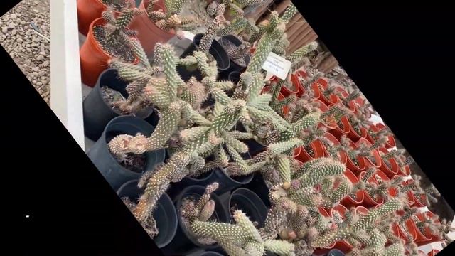 Plant Nursery Visit Part-1 || Safwa Nursery || Zaid Al-Hussain Plant Nursery смотреть онлайн
