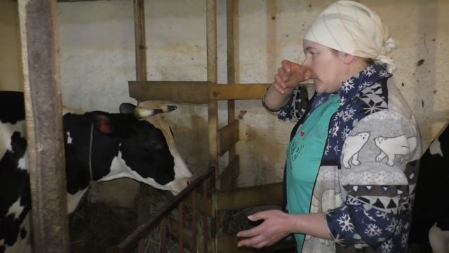 Как выбрать корову? Признаки молочной коровы. Как повысить надои молока. смотреть онлайн