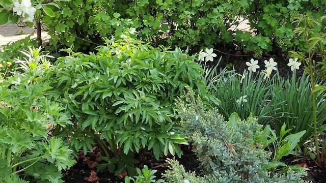 Хватит травить муравьёв и слизней, они важны для огорода смотреть онлайн