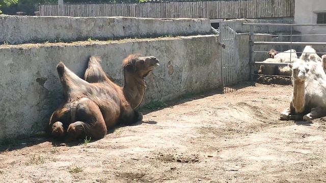 Одесса, Украина, Одесский зоопарк видео 2021 год. (1) смотреть онлайн