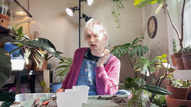 REPOT WITH ME -  Succulents, Pothos, Philodendron, Monstera, Syngonium