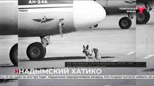 Верная собака 3 года ждала хозяина в аэропорту