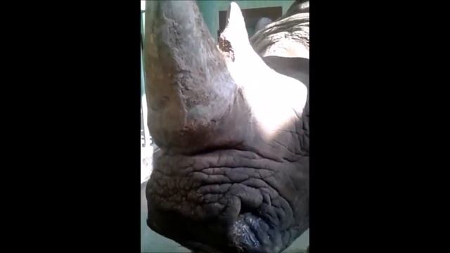 Носорог Арчи. Кормление животных в Зоопарке 12 месяцев.