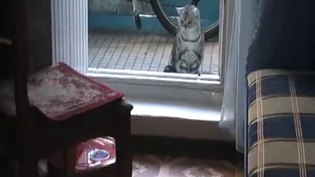 кот и пылесос 1) смотреть онлайн