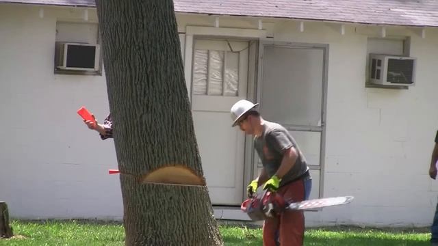 Dropping a big heavy leaning dead Ash tree смотреть онлайн