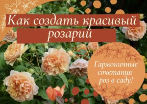 Как создать красивый розарий. Гармоничные сочетания роз.