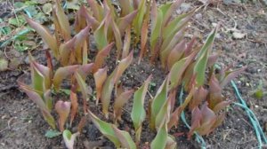 Первая ВАЖНАЯ весенняя подкормка тюльпанов