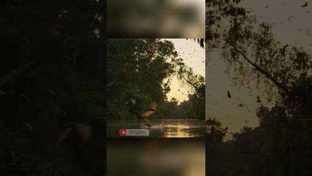 Как попить воды в воздухе. Летучие лисицы смотреть онлайн