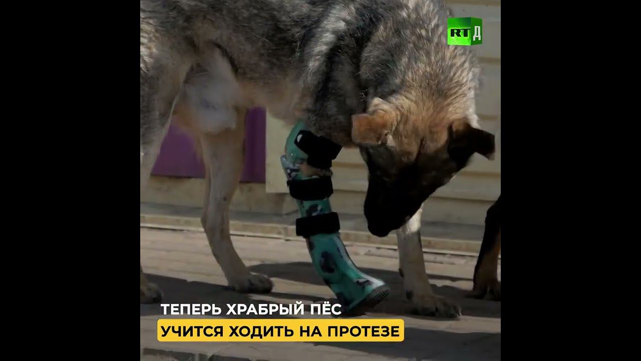 Пёс Кубик предупредил о взрыве... смотреть онлайн