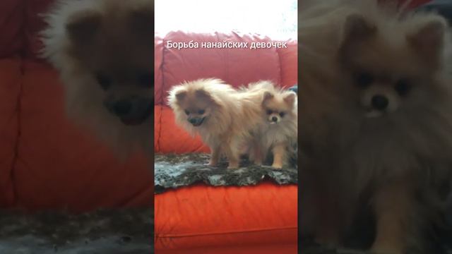Диванные игры шпицуль. Смешные диалоги собак. смотреть онлайн