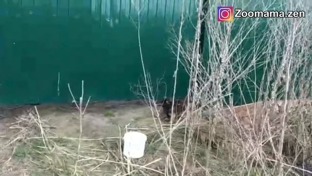 Сожгли поляну, где жили больные собаки , слепые, переломанные, беременные и новорожденные смотреть онлайн