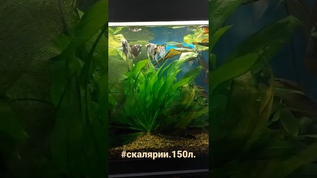 скалярии:голубой ангел и пинои призрак. аквариум 150л смотреть онлайн