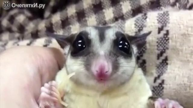 Жующий пучеглазик смотреть онлайн