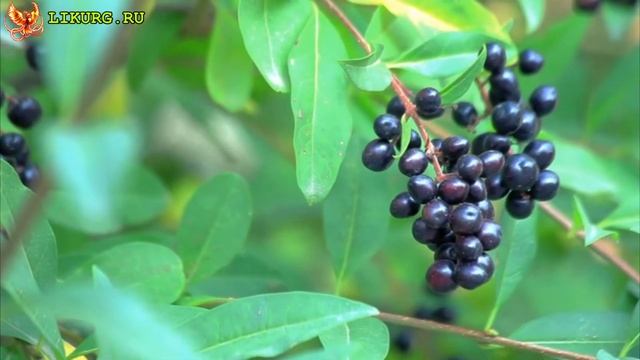 Бузина черная польза и вред, лечебные свойства смотреть онлайн