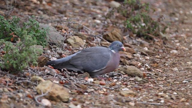 Φάσσα (Columba palumbus) смотреть онлайн